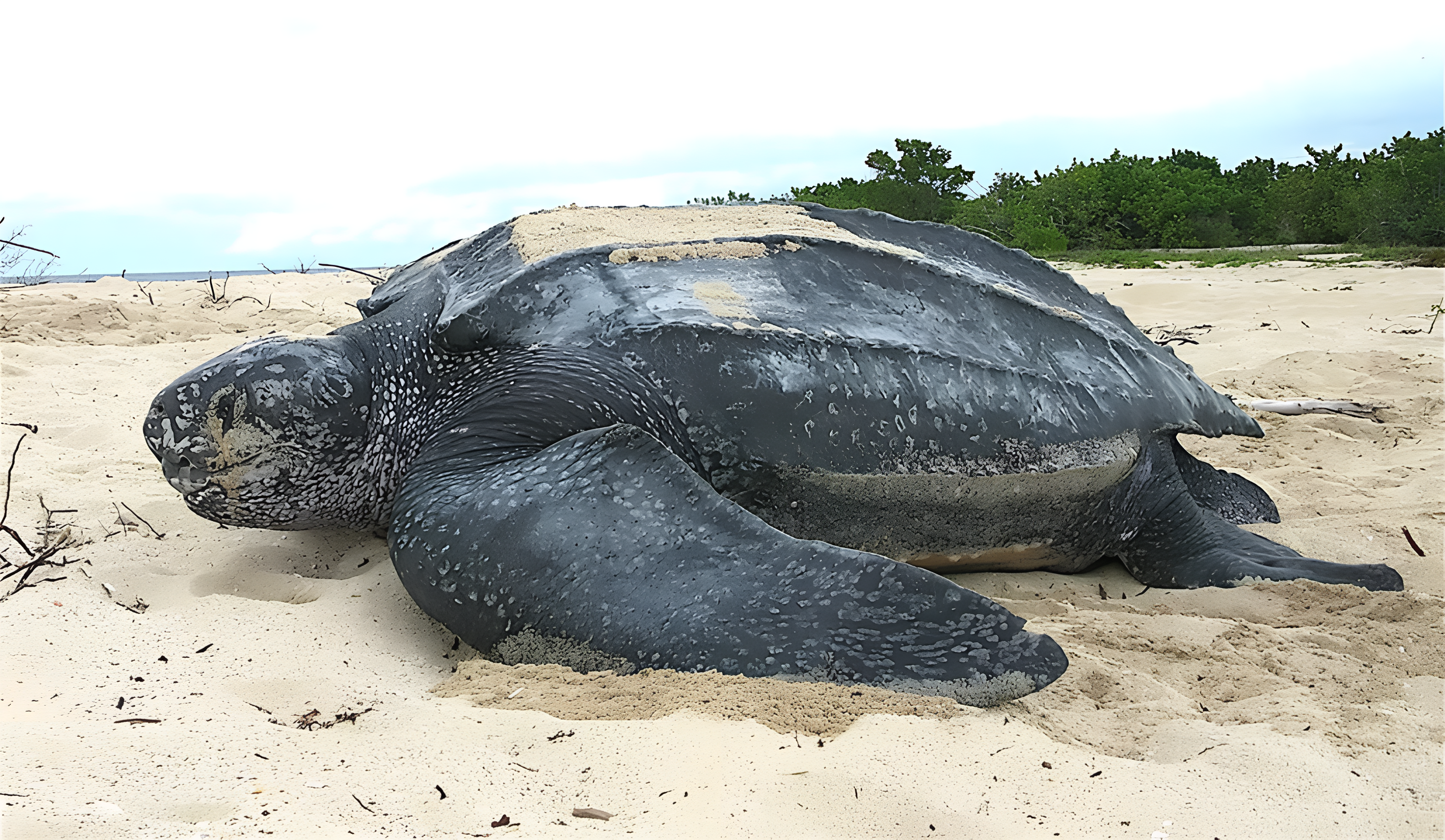 Codopesca decomisa la especie de tortuga tinglar en operativo
