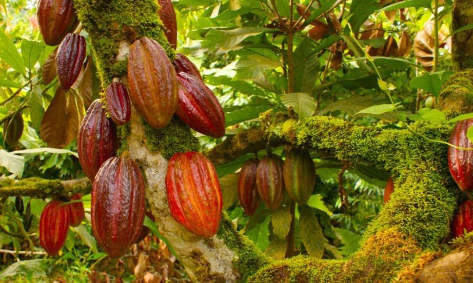 Agricultura impulsa proyecto de semillas de cacao en Puerto Plata