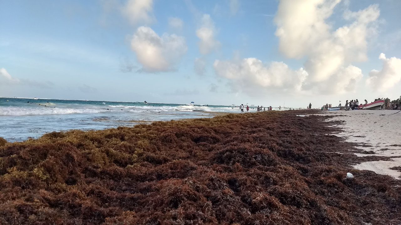 El sargazo en el Caribe: un desafío que exige acción conjunta